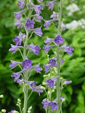 گل زبان درقفا بلند